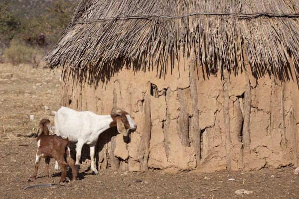 Namibia, Opuwo A pair of goats and Himba mud hut